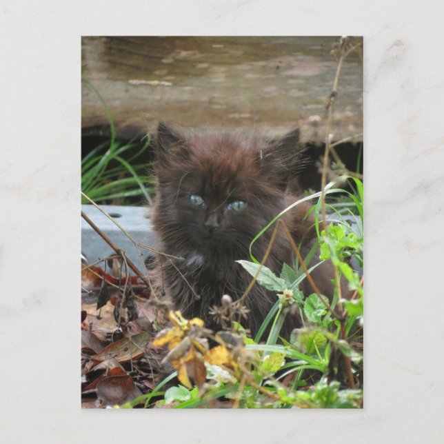 Carte Postale Cute Kitten noir (Devant)