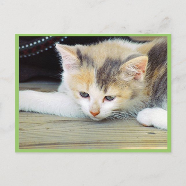 Carte Postale Cute Kitten Posé Au Sol Avec Tête Triste (Devant)