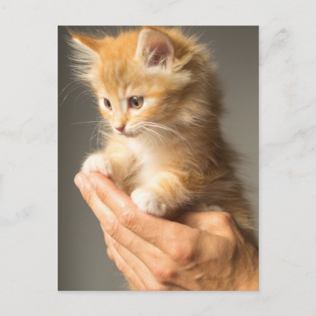 Carte Postale Cute Kitten sur les mains (Devant)