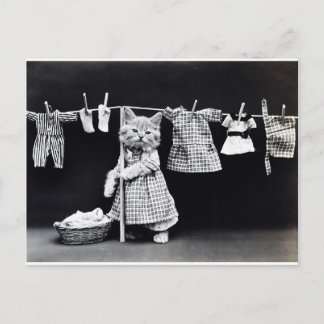 Carte Postale Cute Kitten Suspendu Lave