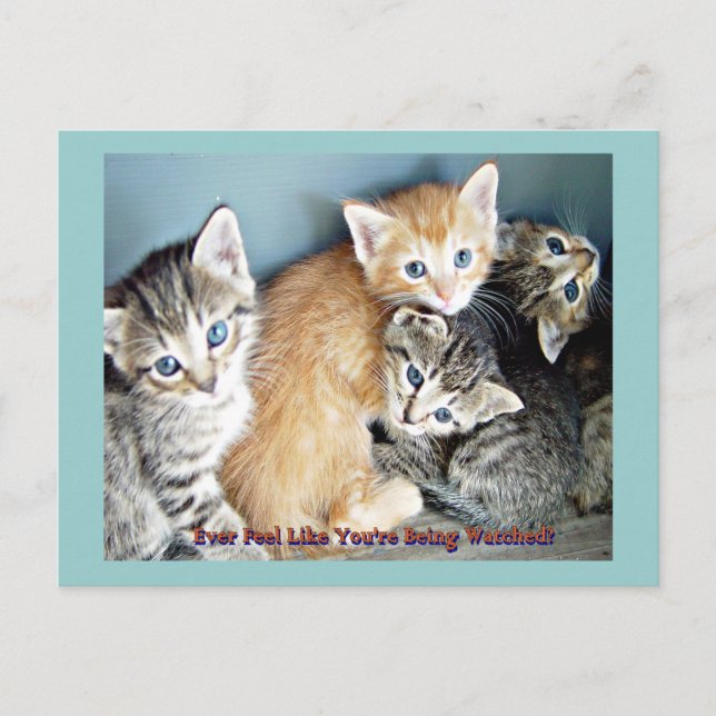 Carte Postale Cute kittens (Devant)