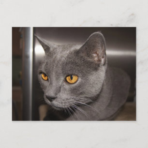 Carte Postale Cute Kitty