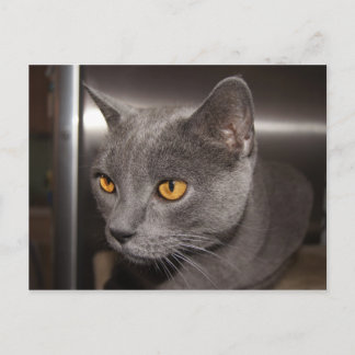 Carte Postale Cute Kitty