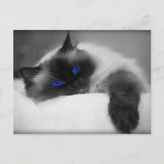 Carte Postale Cute Kitty