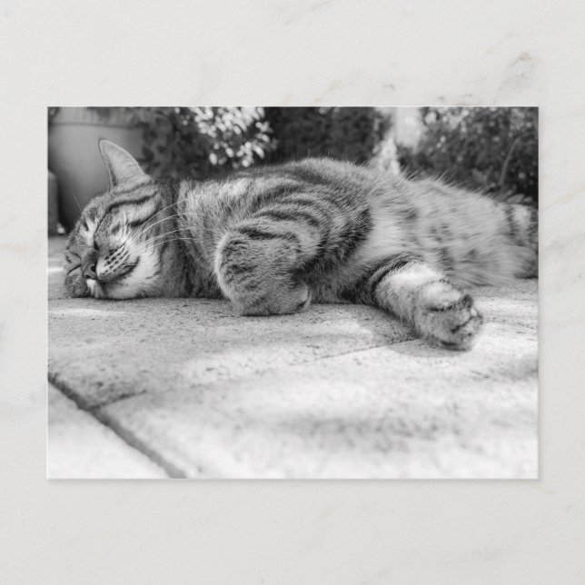 Carte Postale Cute Kitty (Devant)