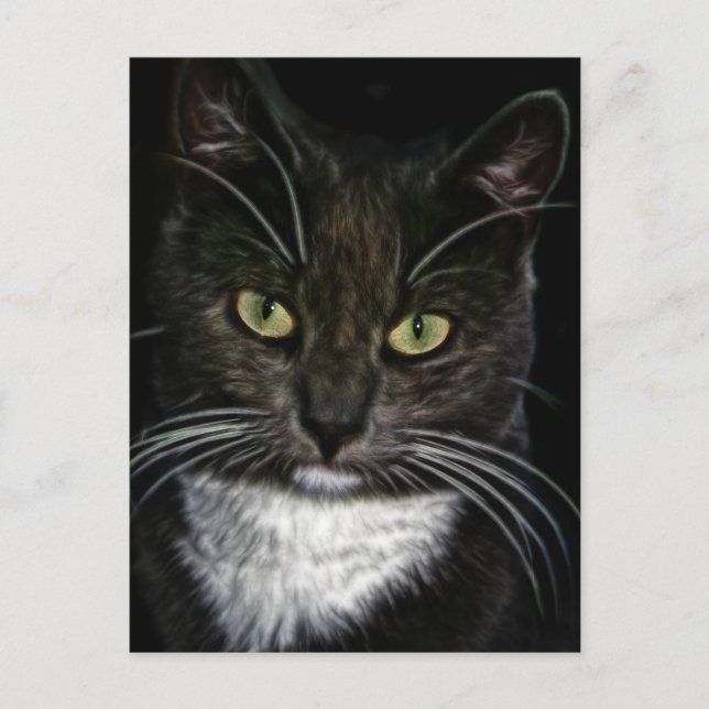 Carte Postale Cute Kitty Chat Meow Destin Cadeaux (Devant)