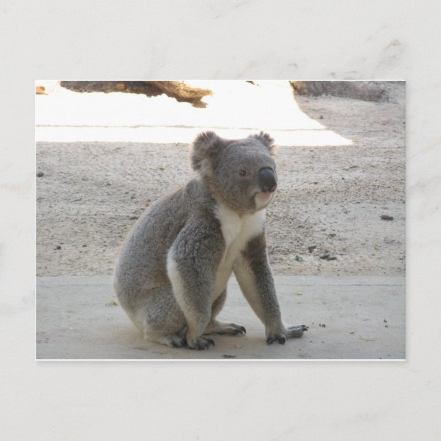 Carte Postale Cute Koala (Devant)