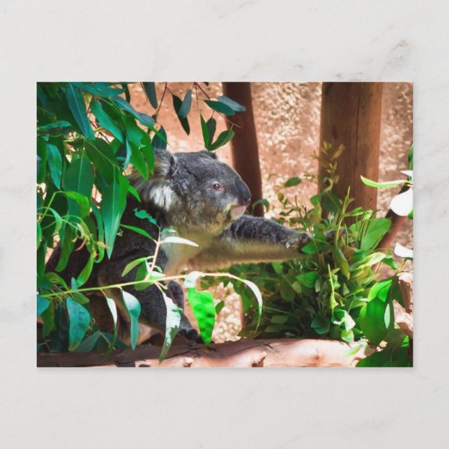 Carte Postale Cute Koala (Devant)