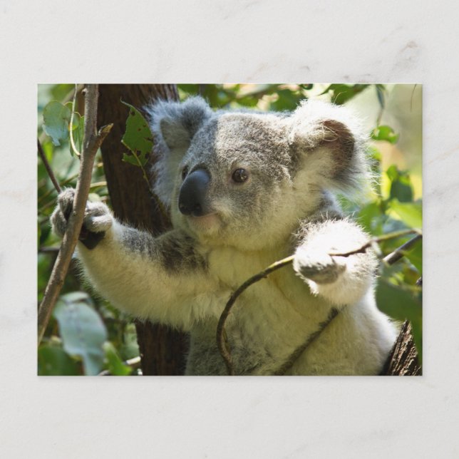 Carte Postale Cute Koala Bear Destiny Nature Aussi Outback (Devant)