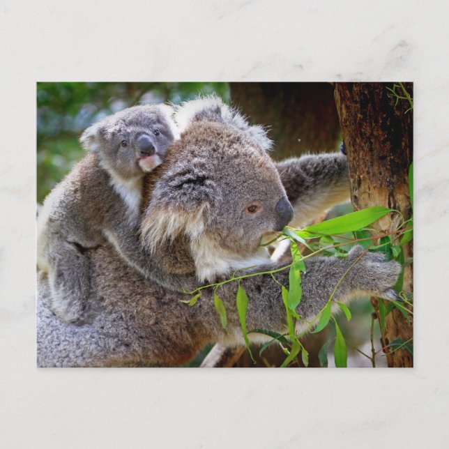 Carte Postale Cute Koala Bear Destiny Nature Aussi Outback (Devant)