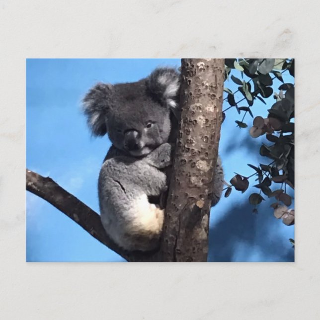 Carte Postale Cute Koala dans un arbre avec un arrière - plan bl (Devant)