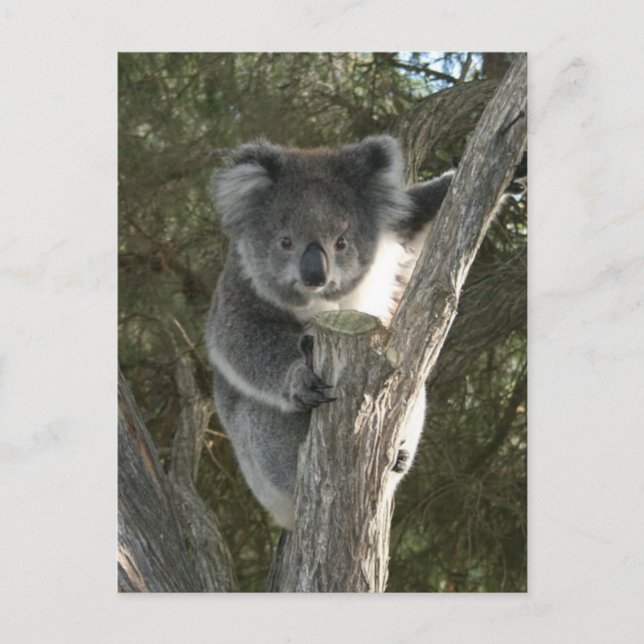 Carte Postale Cute Koala Escalade un arbre (Devant)