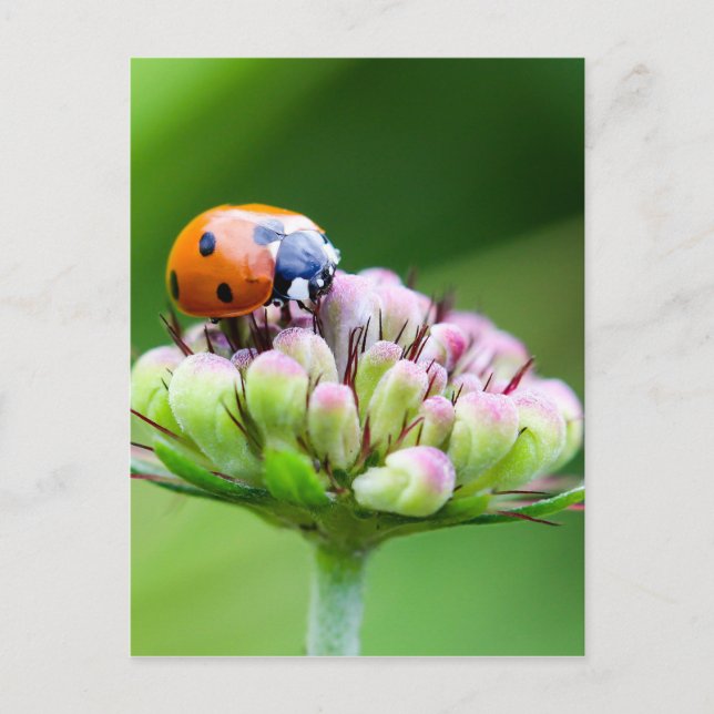 Carte Postale Cute Ladybug (Devant)