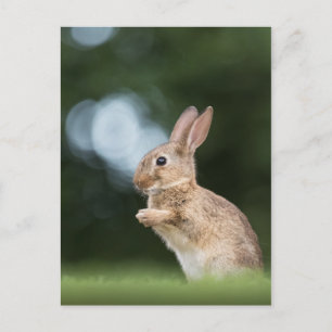 Carte Postale Cute lapin Lapin Nature Photo