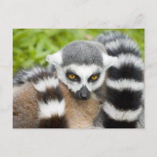 Carte Postale - Cute Lemur Stripey Tail