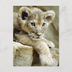 Carte Postale Cute Lion Cub