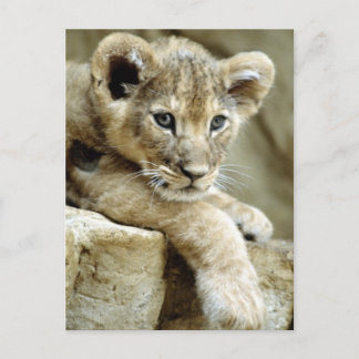 Carte Postale Cute Lion Cub