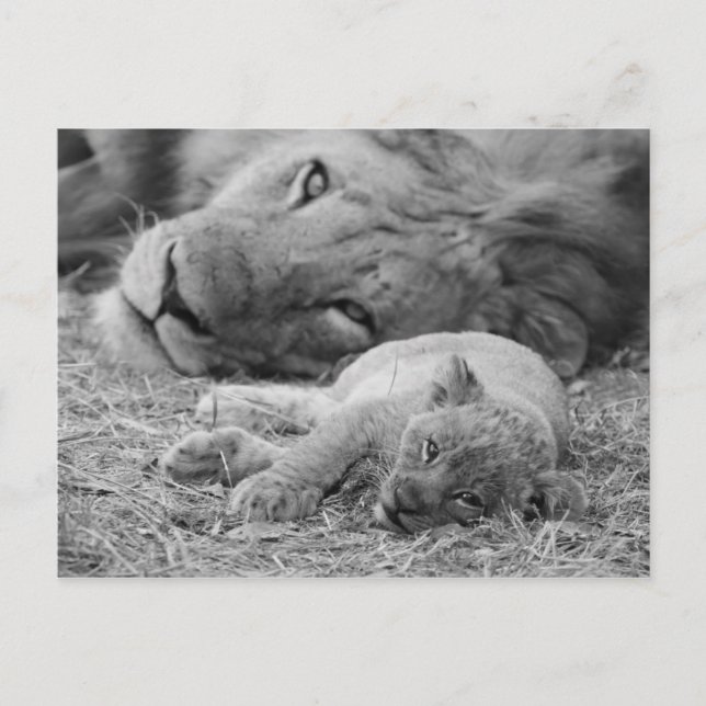 Carte Postale Cute Lion Cub Repose Avec Le Père (Devant)
