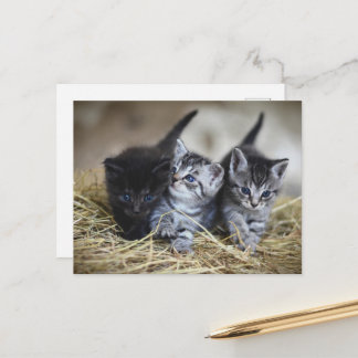 Carte Postale cute little baby kittens