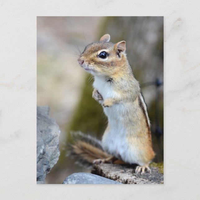 Carte Postale Cute Little Chipmunk en alerte (Devant)