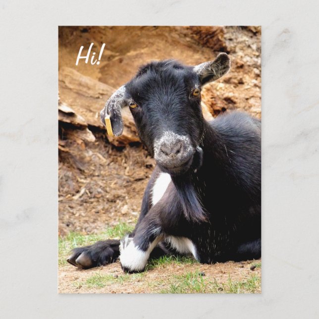 CARTE POSTALE CUTE LITTLE GOAT (Devant)
