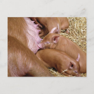 Carte Postale Cute Little Tamworth Piglet - Photographie de porc
