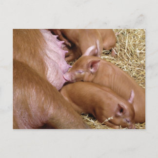 Carte Postale Cute Little Tamworth Piglet - Photographie de porc