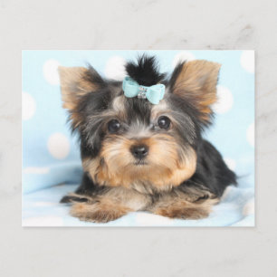 Carte Postale Cute Little Tiny Yorkie Conception de la coupe