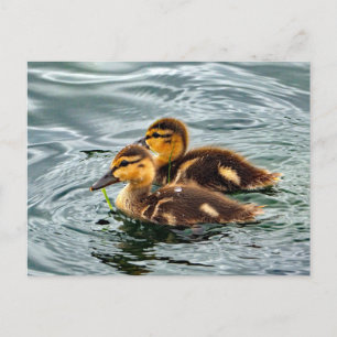 Carte Postale Cute Mallard Ducklings Photo