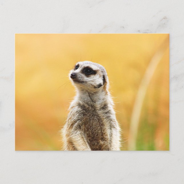 Carte postale Cute Meerkat (Devant)