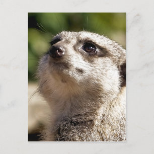 CARTE POSTALE CUTE MEERKAT