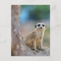 Cute Meerkat Sat sur arbre