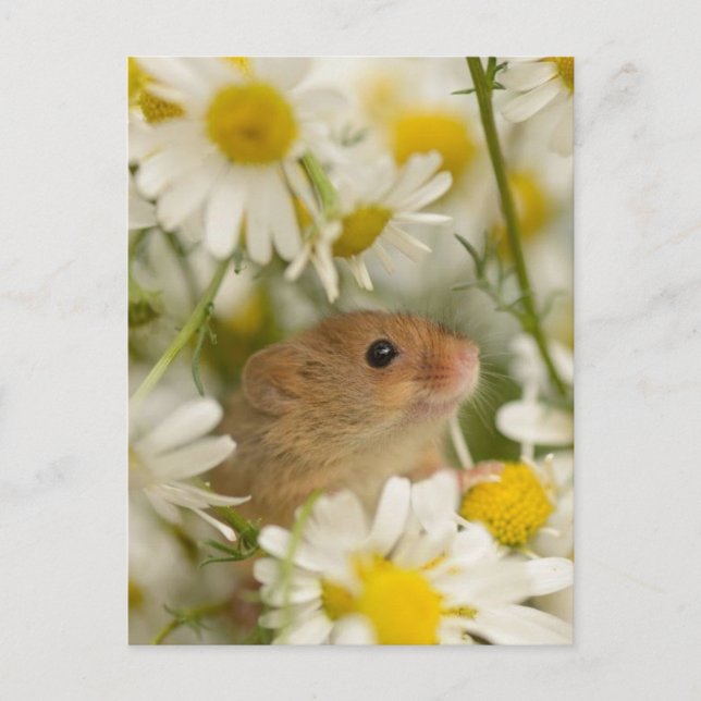 Carte postale - Cute Mouse parmi les Daisy's (Devant)