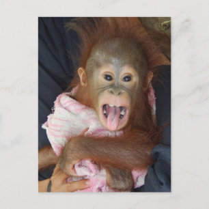 Carte Postale Cute Orangutan Tongue Monkey Business