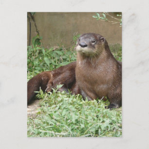 Carte postale Cute Otter