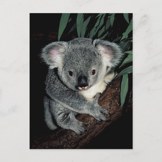 Carte Postale Cute Ours Koala (Devant)