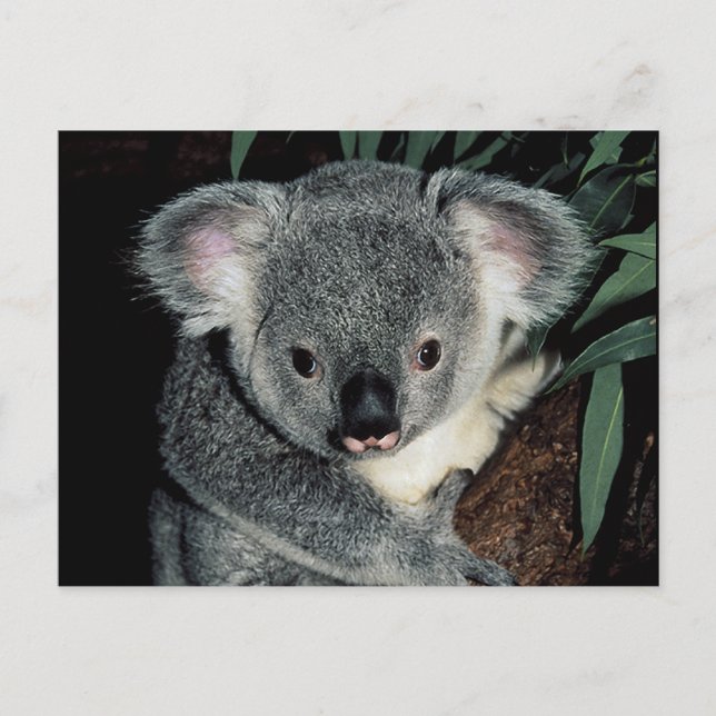 Carte Postale Cute Ours Koala (Devant)