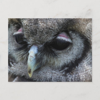 Carte Postale Cute Owl