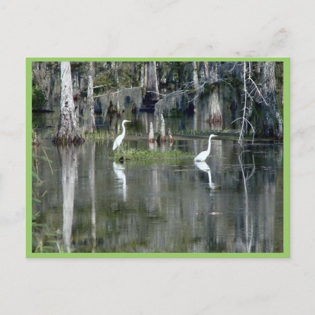 Carte Postale Cute Pair Of Louisiana Herons In Water Near Morgan (Devant)