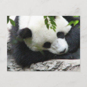 Carte postale Cute Panda