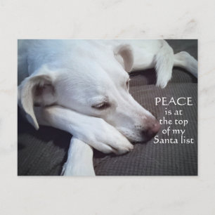 Carte Postale Cute Polaire Blanc Chien Chien Paix