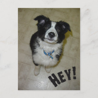 Carte postale Cute Pup