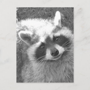 Carte Postale Cute Raccoon