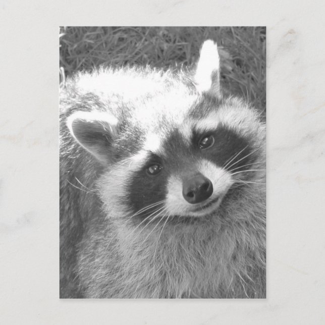 Carte Postale Cute Raccoon (Devant)