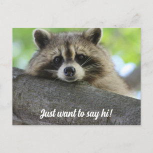 Carte Postale Cute Raccoon Say Hi Postcard