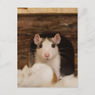 Carte Postale Cute rat