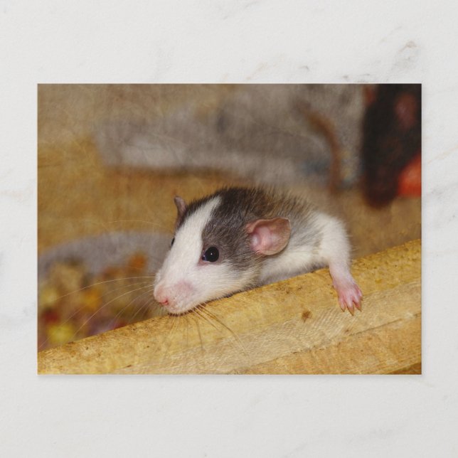 Carte Postale Cute rat (Devant)