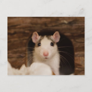 Carte Postale Cute rat