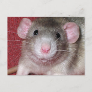 Carte Postale Cute rat Dumbo