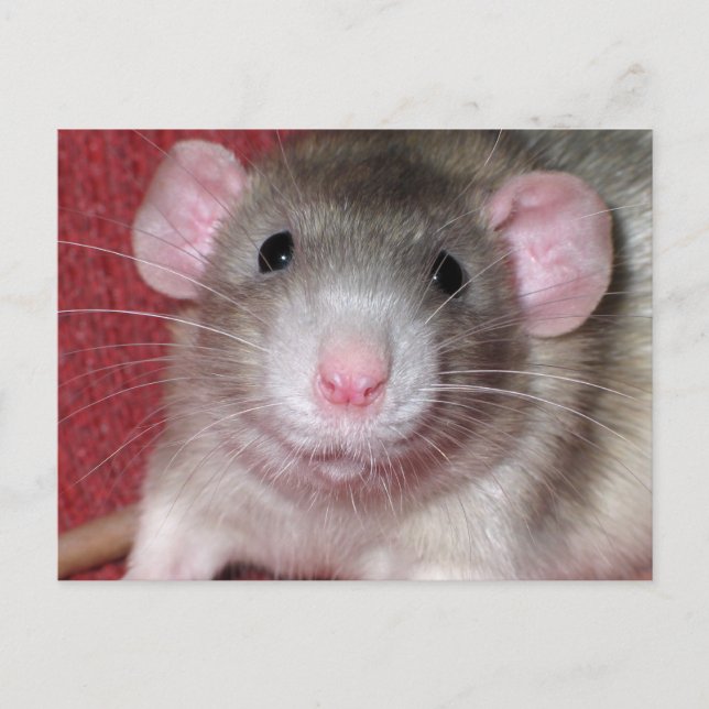 Carte Postale Cute rat Dumbo (Devant)